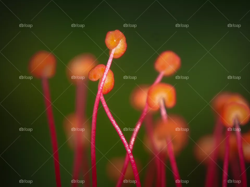 tiny orange plant parts