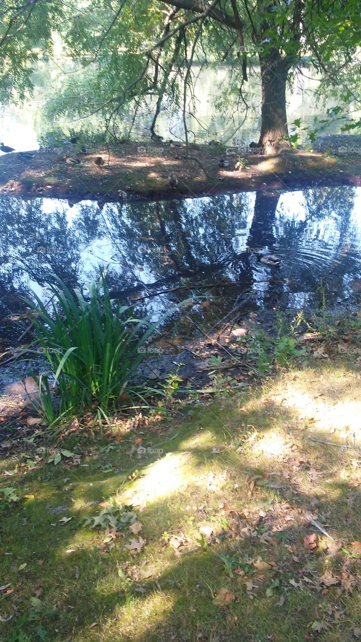 Water, Nature, Landscape, Tree, Park