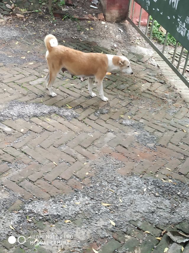 my Dog