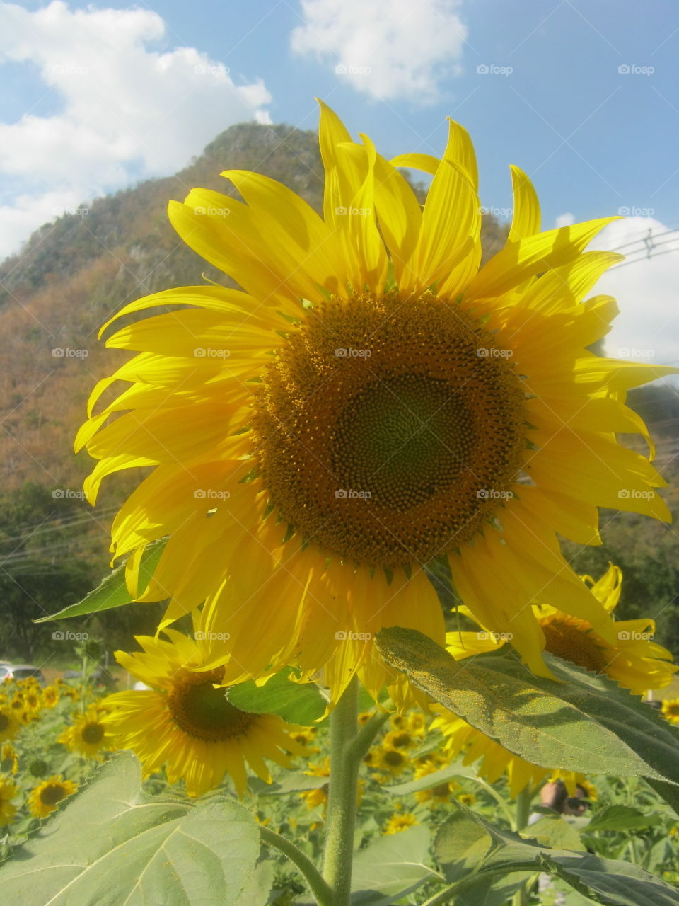 The sun Flower