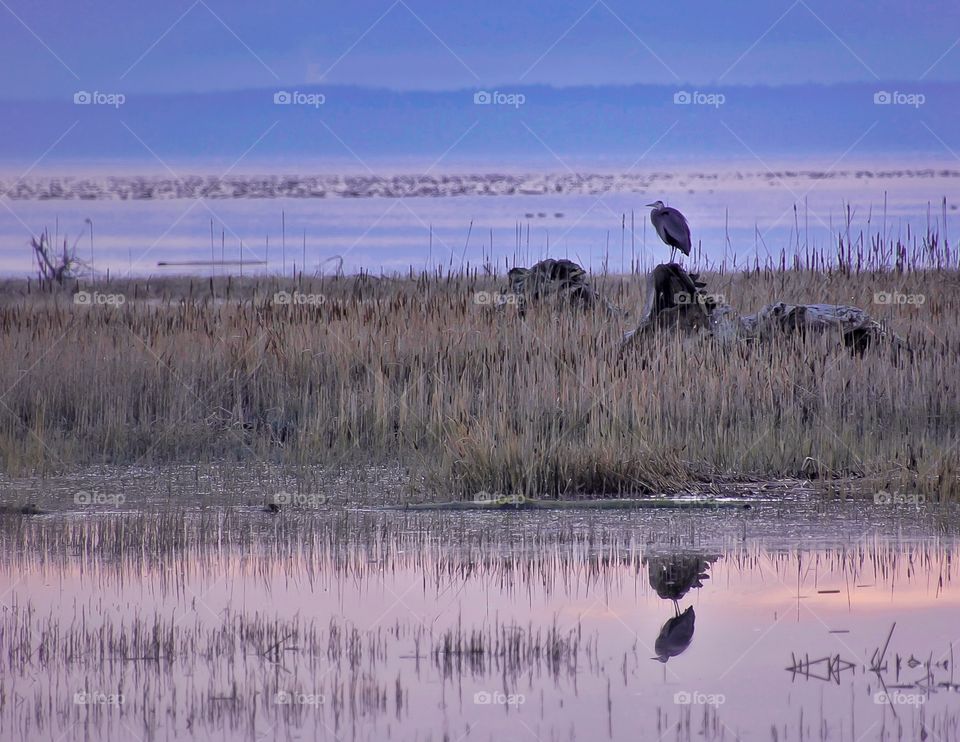 Great Blue Heron reflection