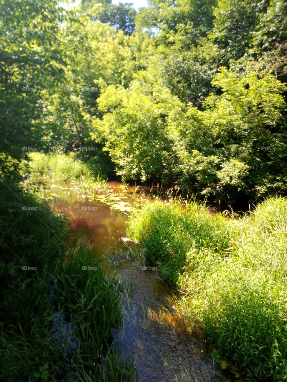 лесная речка