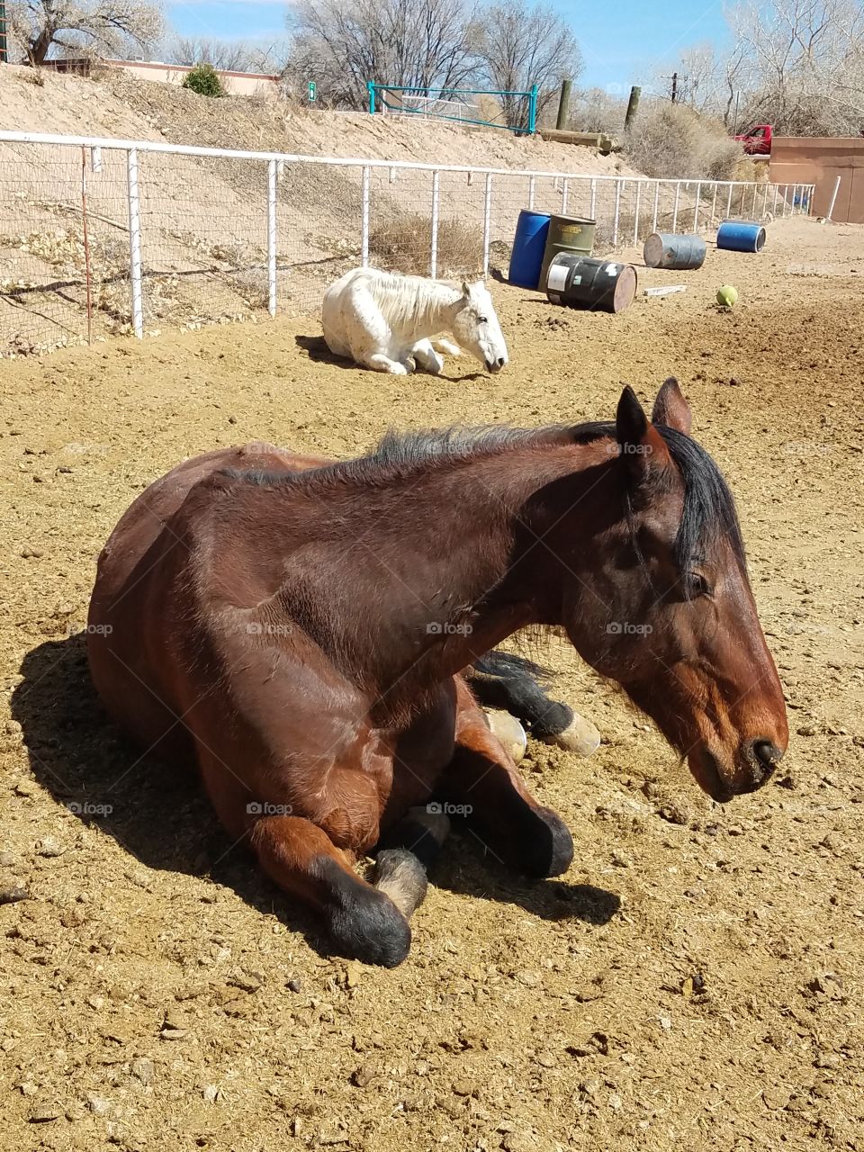 Two relaxing horses