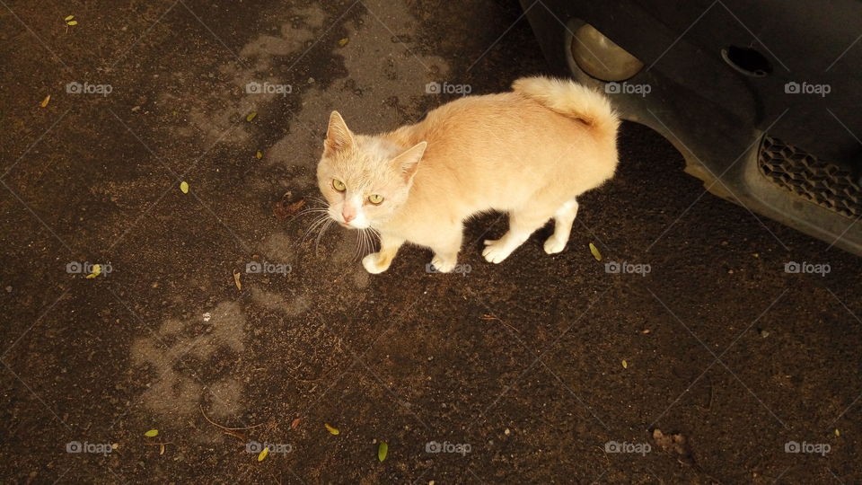 кошка.рыжая.глаза взгляд.