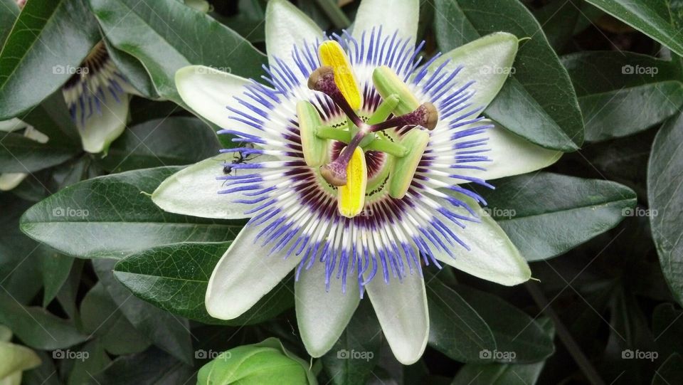 Passion flower