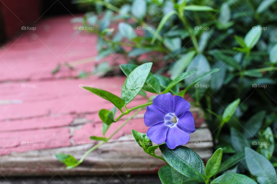 Purple flower on branch