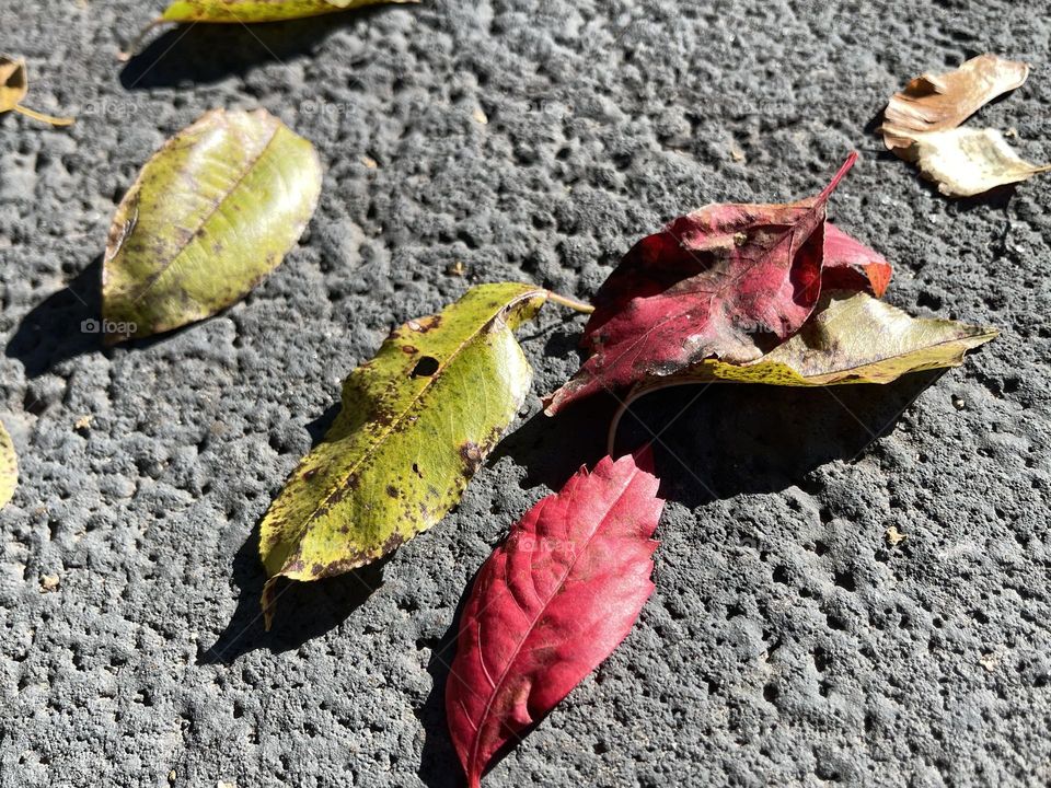 Multiple fall’s season leaves 