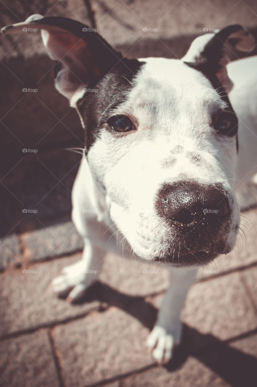 Dog, Mammal, Portrait, Canine, Pet