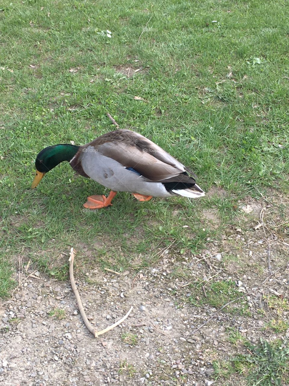 Duck 