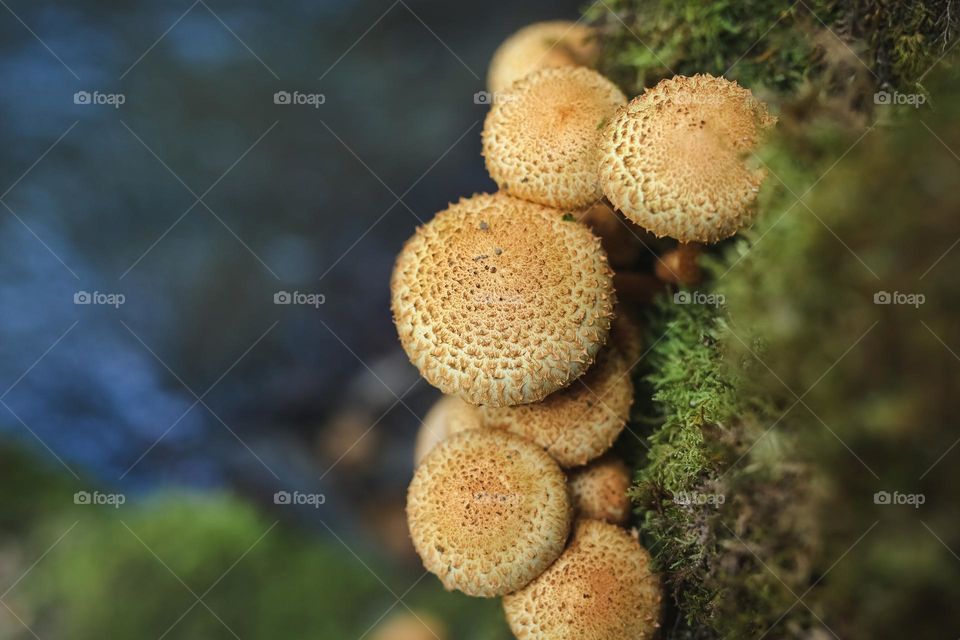 beautiful, edible and inedible mystical mushrooms in the forest, mushrooms grow near water, in moss, in grass, on trees