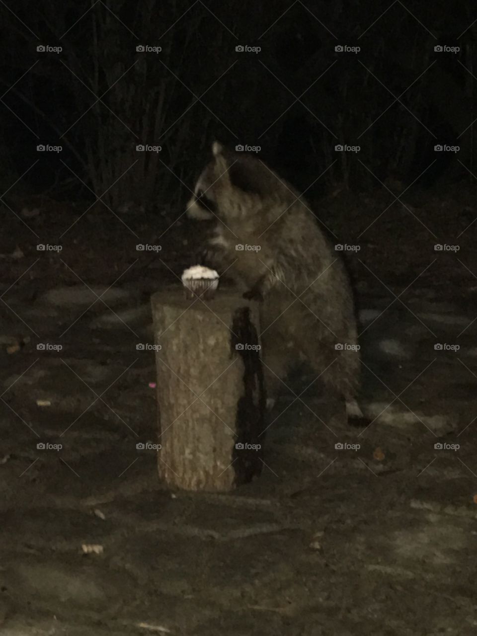 Raccoon eating a cupcake 