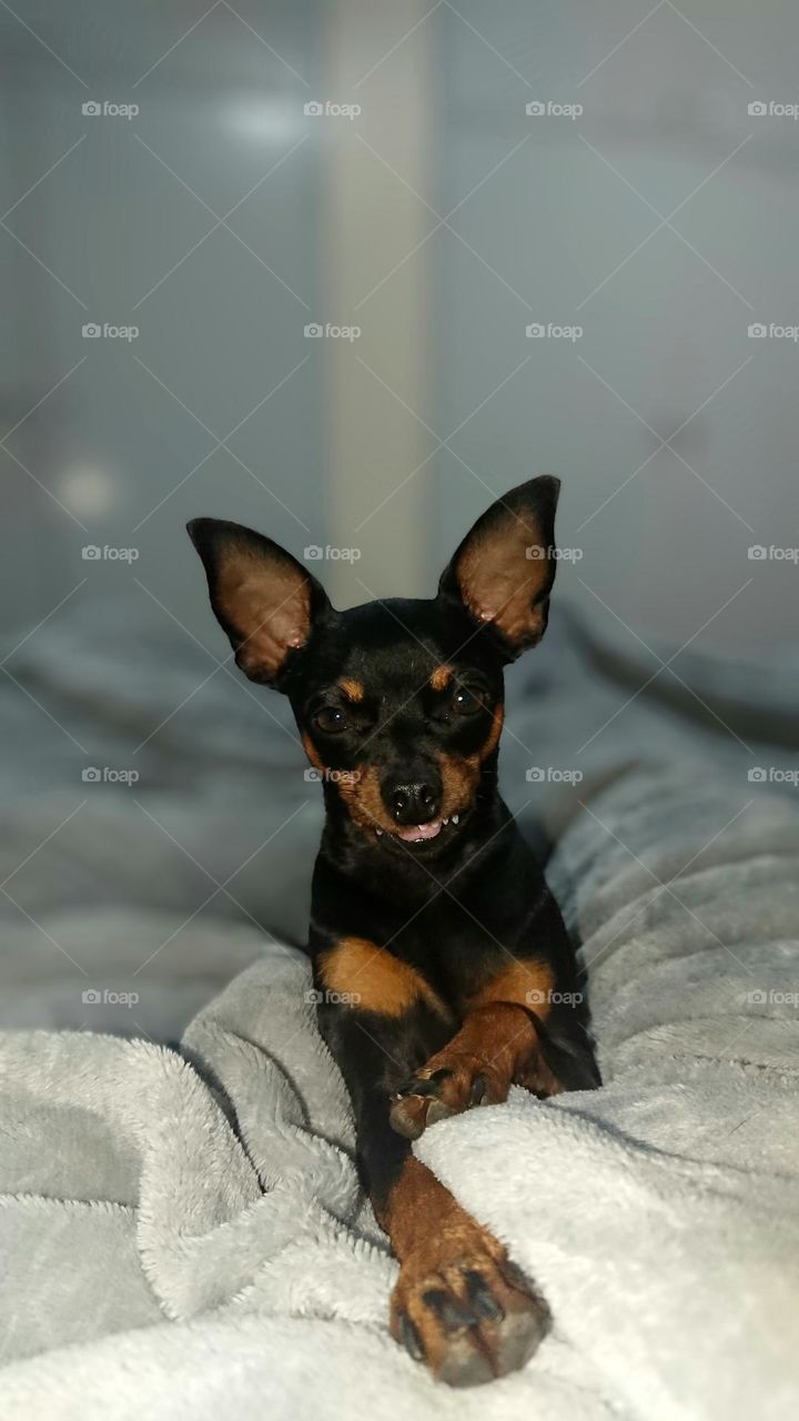 Cute and always funny Miniature Doberman Pinscher in South Africa