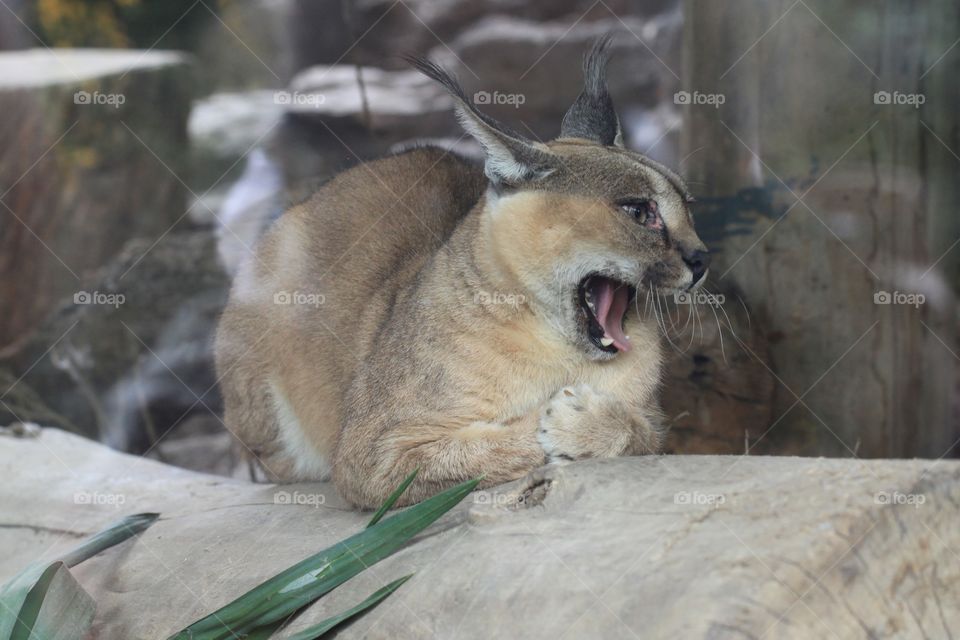 It's in the yawning.