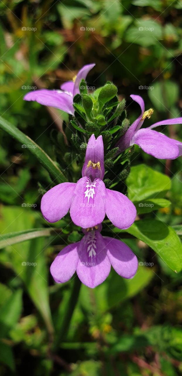 wild flower, simple beautiful, so small that it can pass without being seen, very beautiful