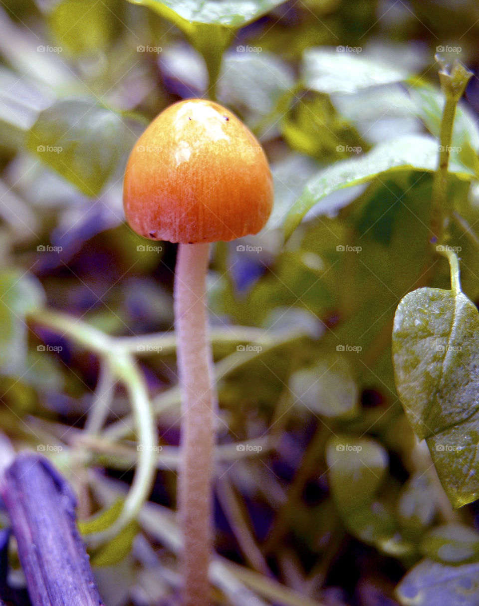plants nature macro mushroom by probie15