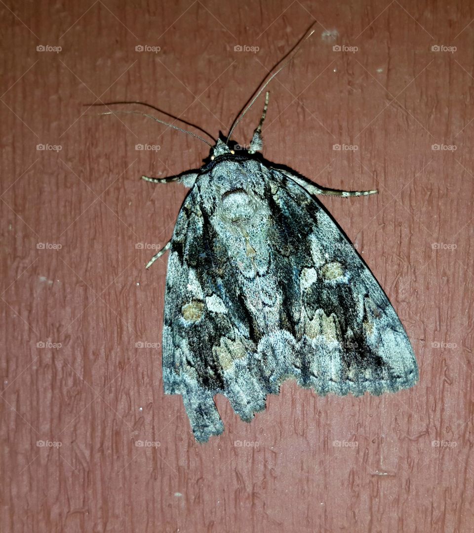 Moth with creepy glowing eyes