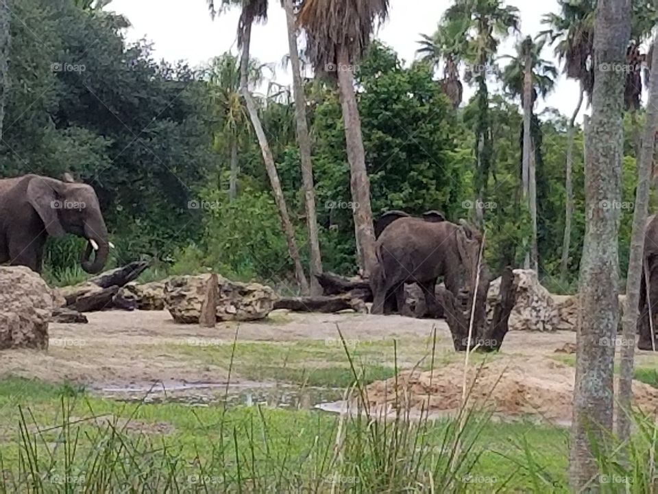 A herd of elephants travel the plains at Animal Kingdom at the Walt Disney World Resort in Orlando, Florida.
