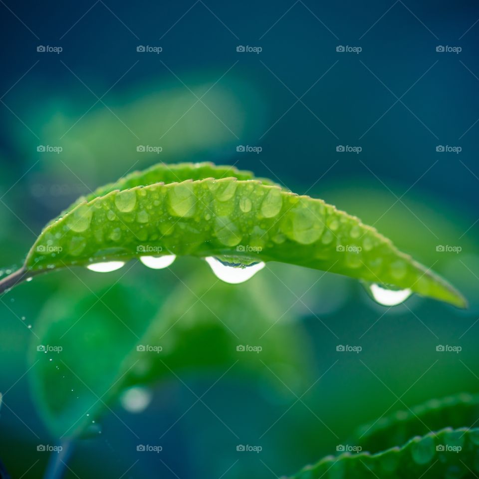 Leaf, Rain, Dew, Drop, Nature