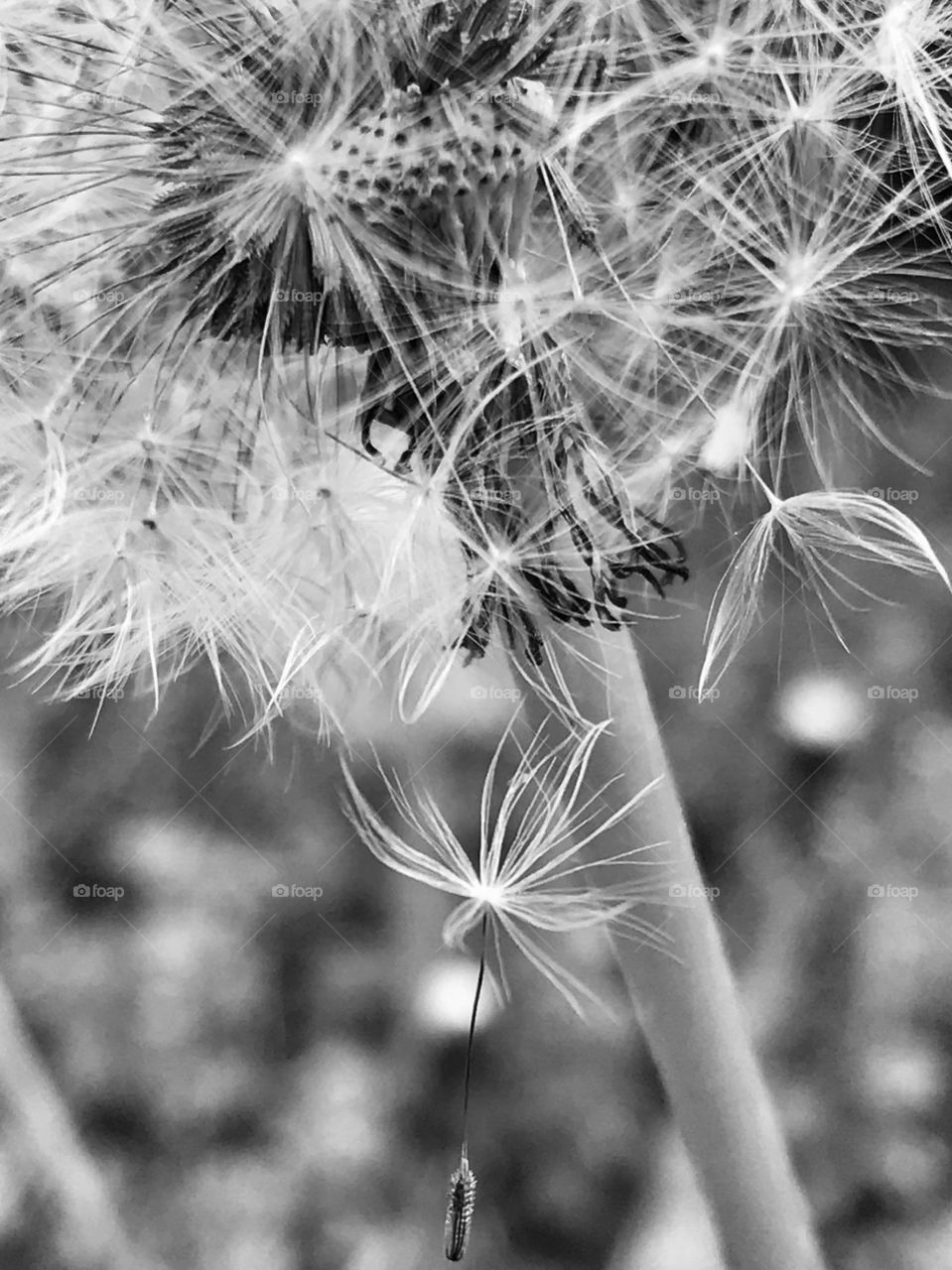 Dandelion dreams in black and white 