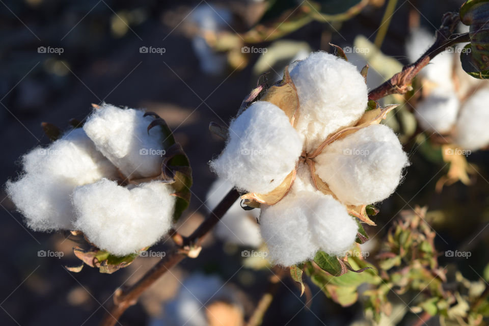 Cotton farm