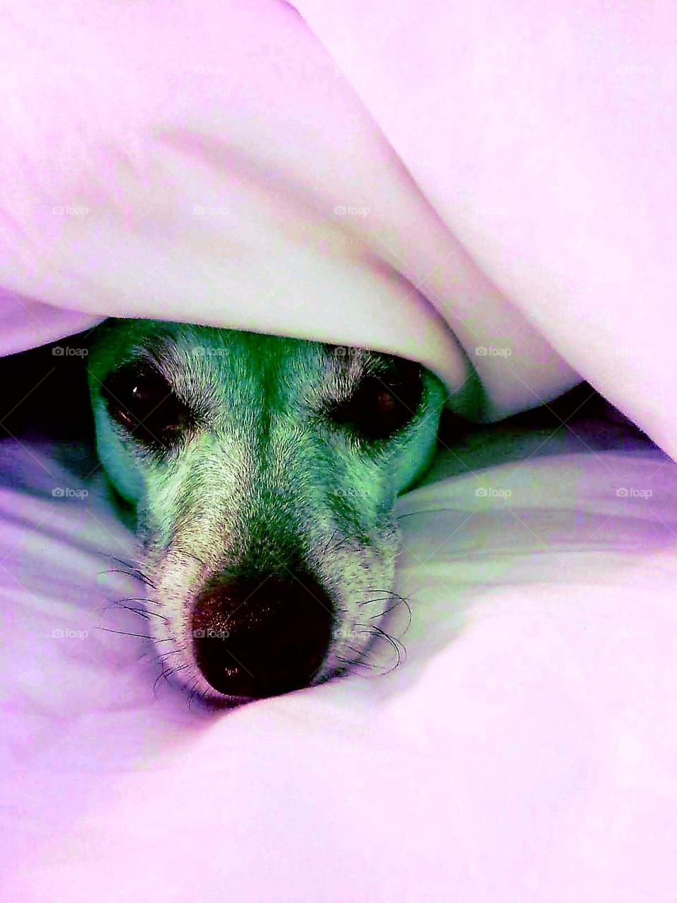 colorful cute dog under blanket