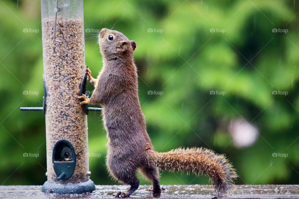 Squirrel attempts to find its way into a bird feeder on a rainy Spring day in Washington State 