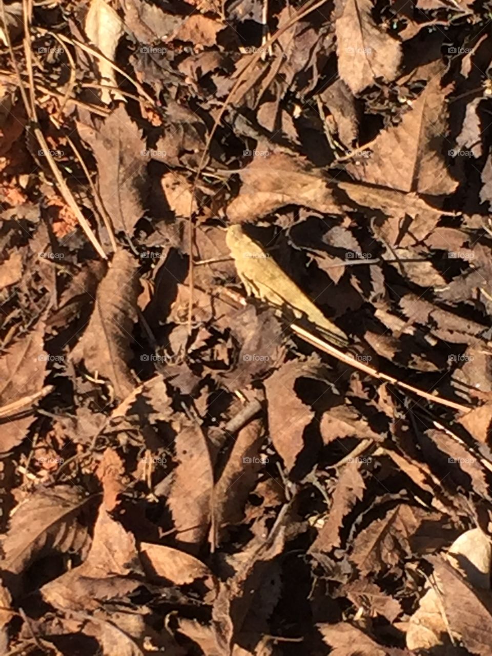 Grasshopper Incognito . Saw this little guy hiding among the leaves