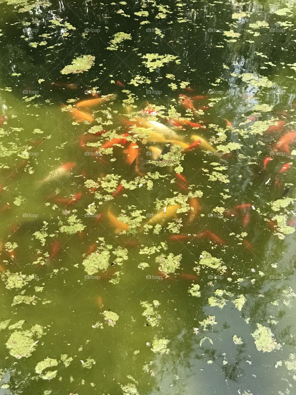 Koi
