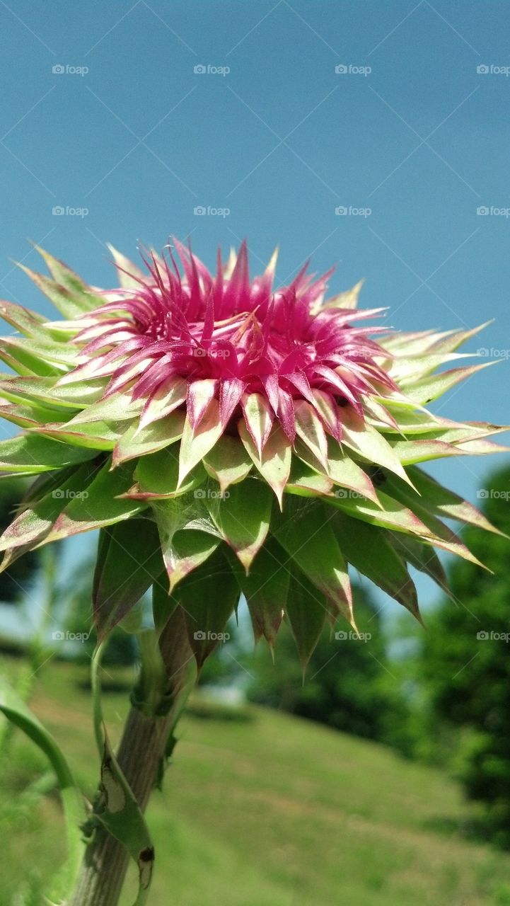 Thistle flower