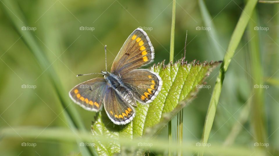 Butterfly in France