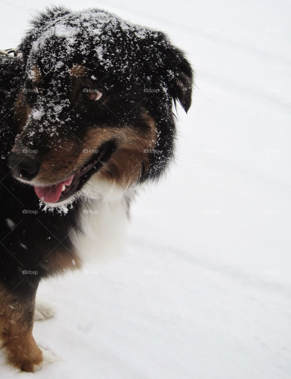 Frost puppy