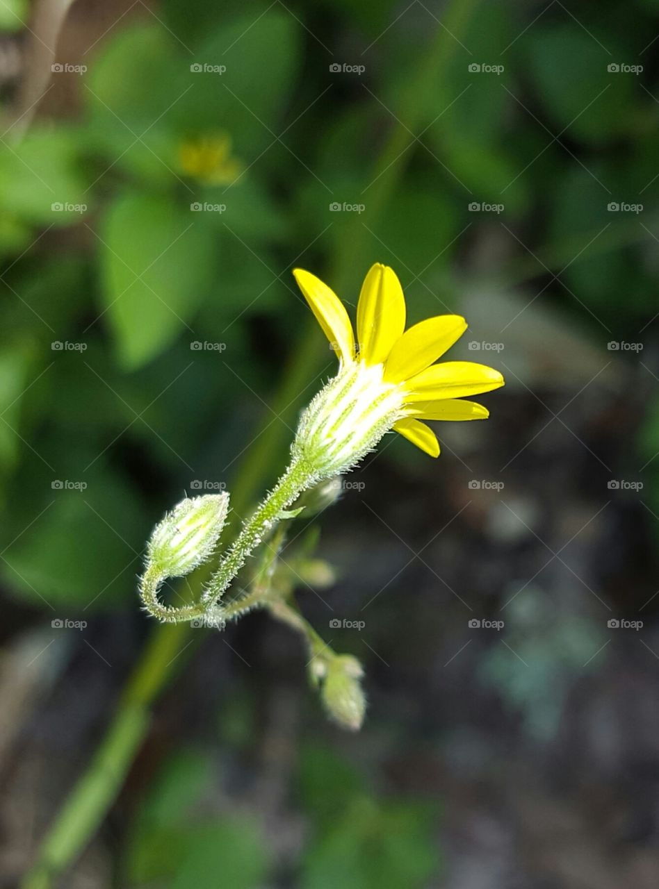 Nature, Flora, Flower, Summer, Leaf