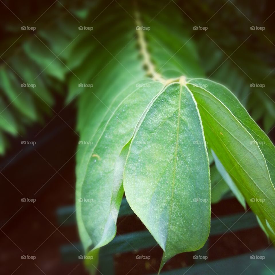 A leafy close up