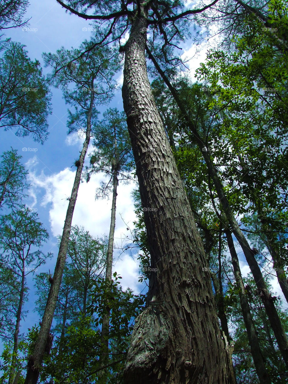 Florida Forest