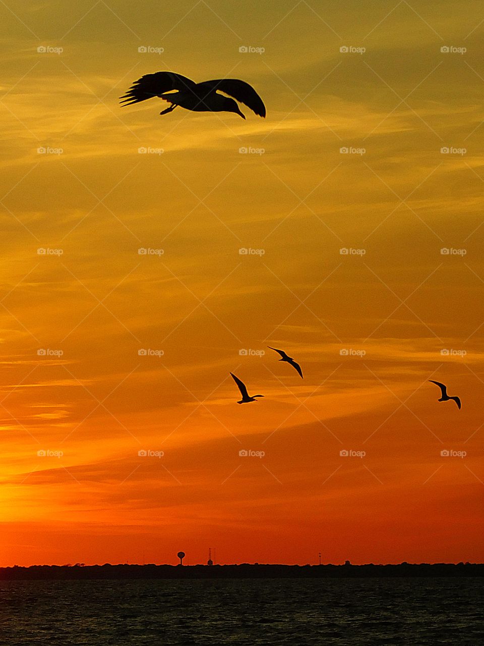 Gliding in the sunset 