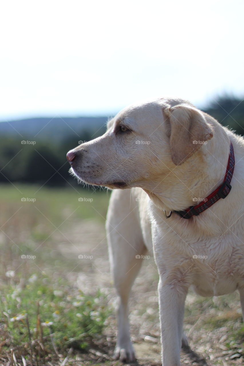 White dog looking away