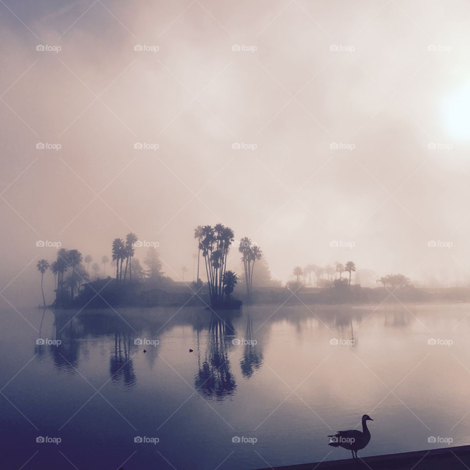 Fog, Water, Dawn, Reflection, Landscape