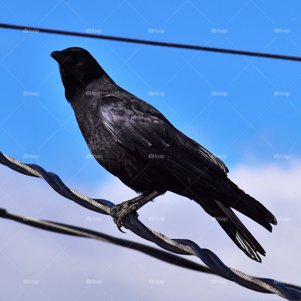 Crow on the power lines 