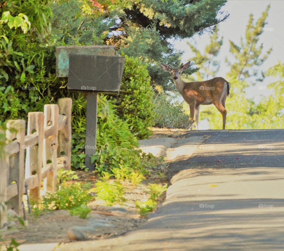 wild in nature, taking a stroll through the neighborhood