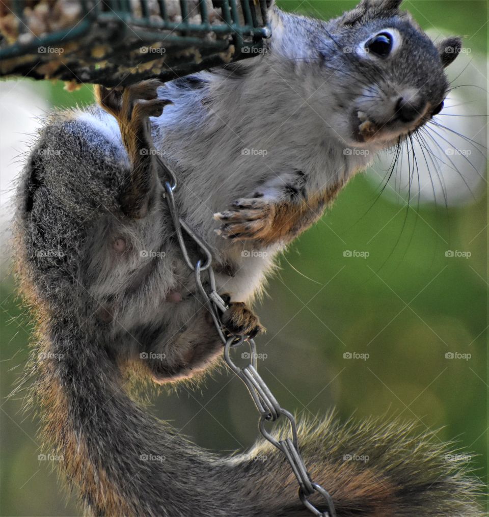 Squirrel on feeder.