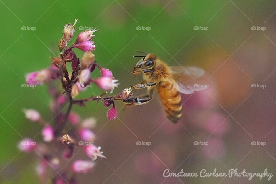 Bees, insects , macro