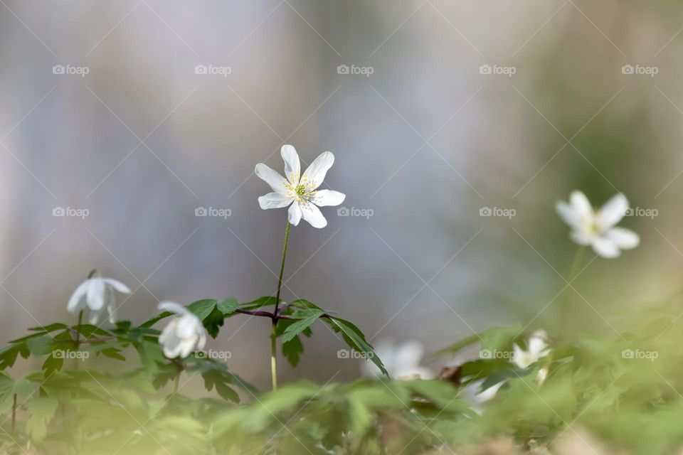 Closeup of beautiful white wood anemone flower growing in the forest at spring 