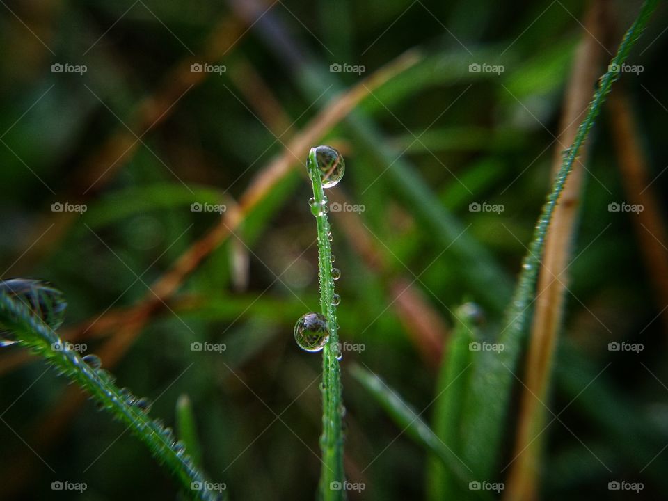 dew drops on grass