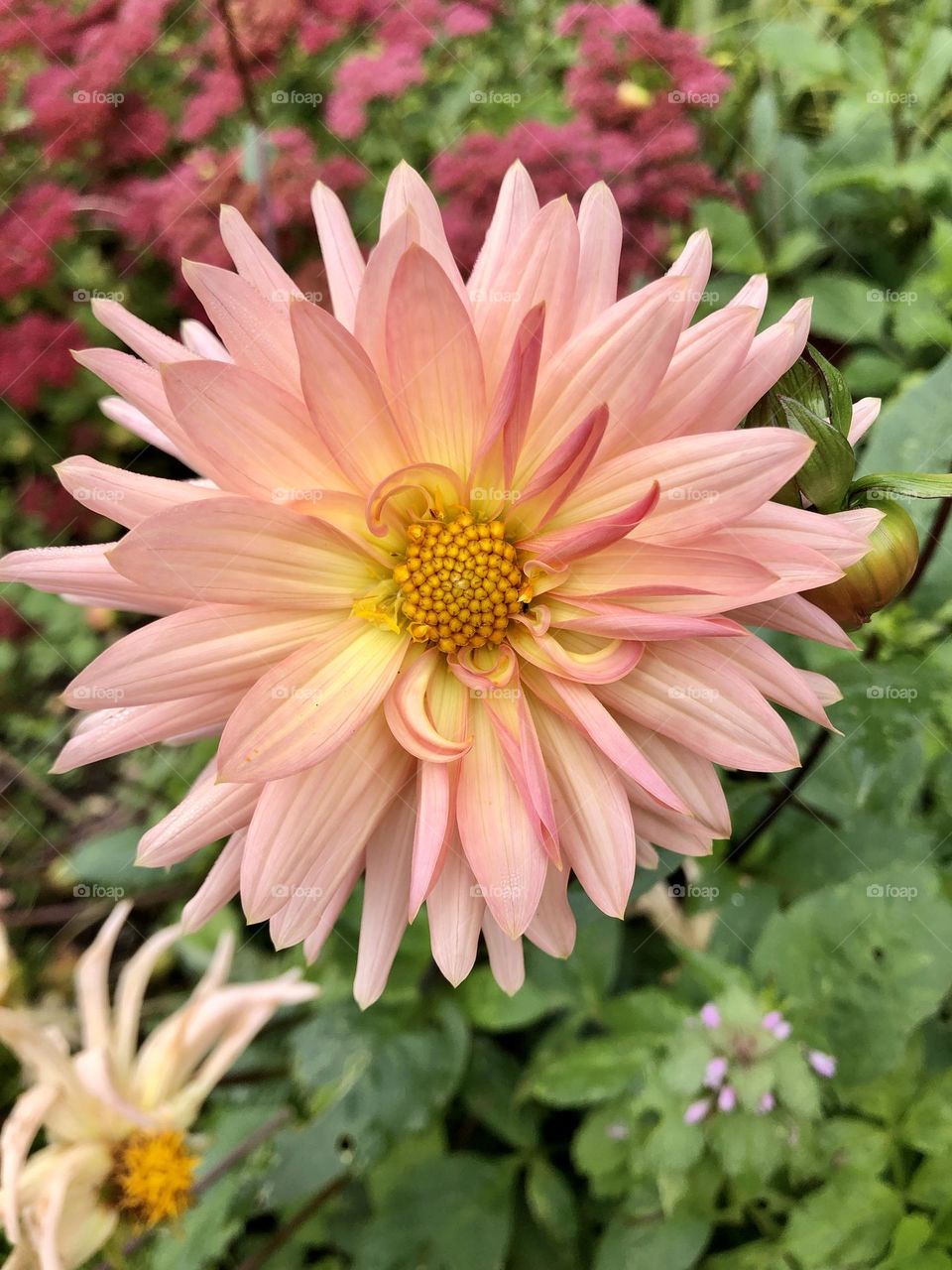 Pink flower with leaves in background