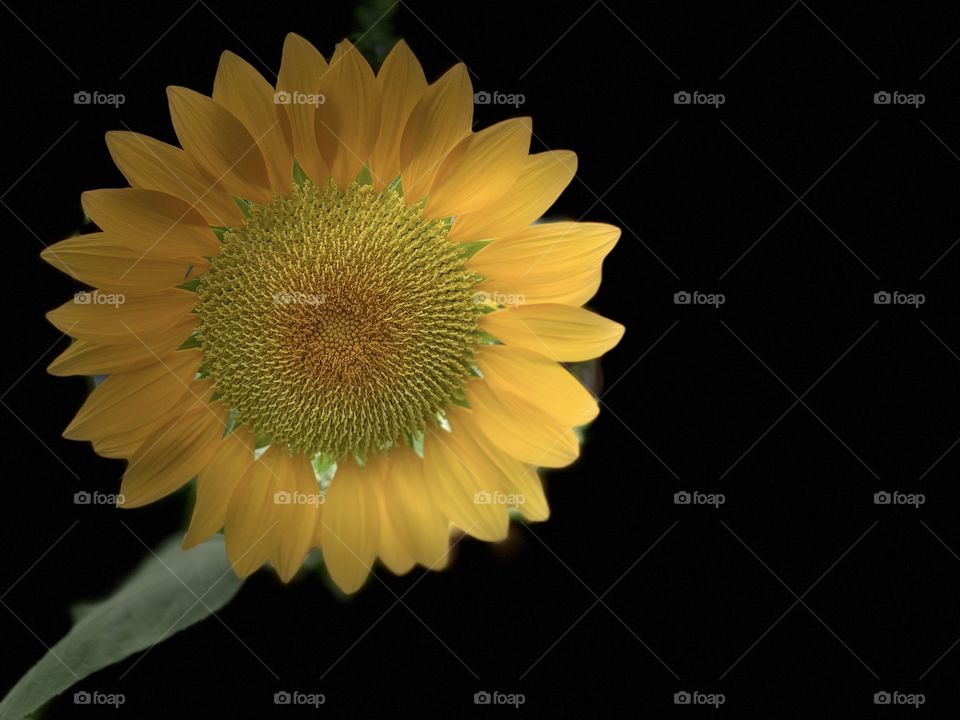 Sunflower in portrait mode