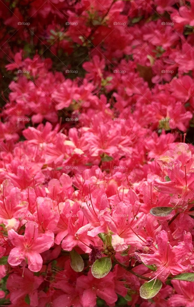 Southern Indian Azalea 