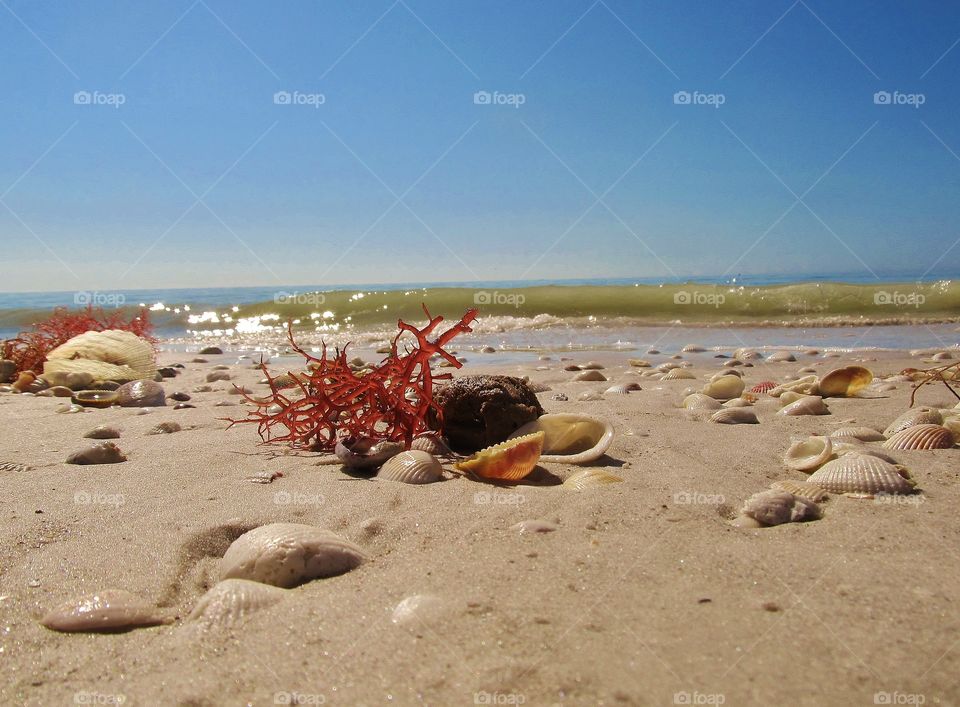 Shells on the beach