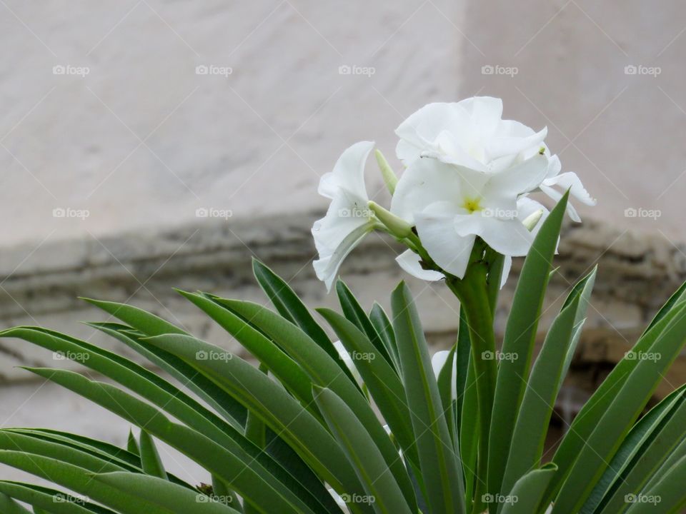 Gardens of Villa Vizcaya. Villa Vizcaya, Miami FL