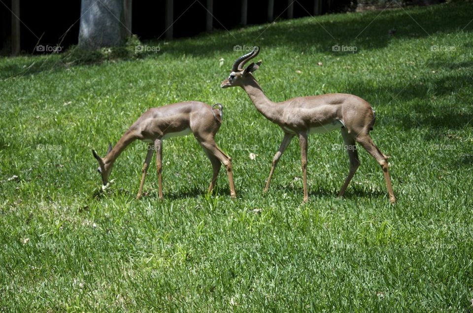 Deers couple