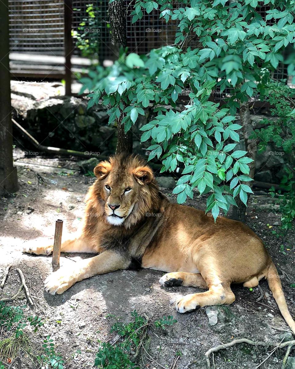 Lion in Zoo